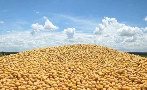 堅(jiān)挺的大豆價格還能“挺”多久？飼料原料銷售面臨后市風(fēng)險(xiǎn)